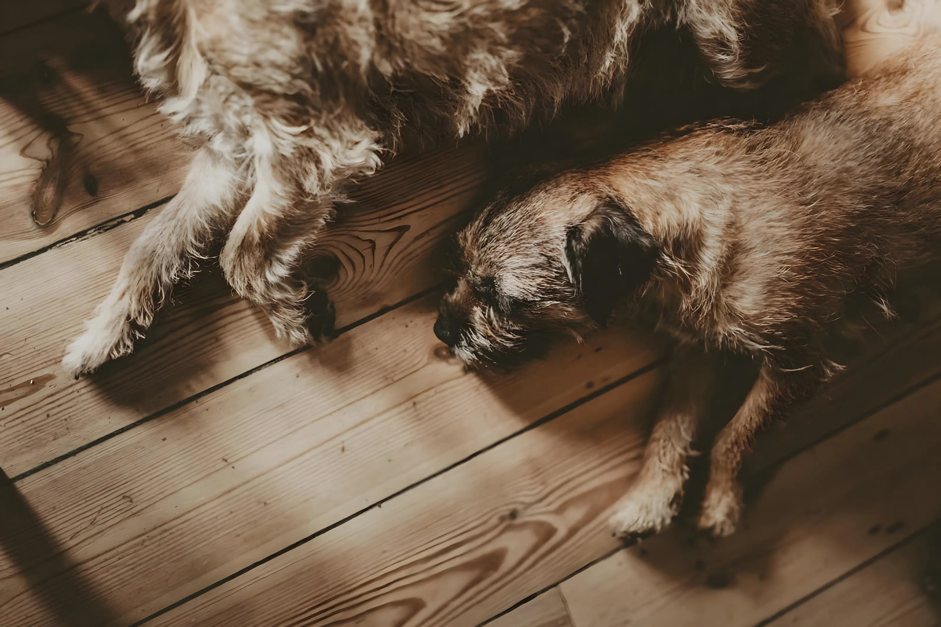 Borderterrier från Kennel Juniper och Kennel Axbor